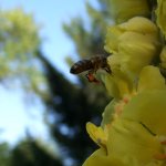 Biene an Königskerze
