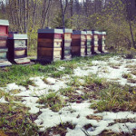 Der Winter will nicht weichen - mit Honigraum im Schnee 2017
