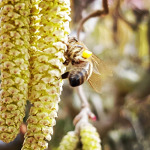 Haselnuß gibt die ersten Pollen im Jahr - Hazelnut first source for pollen
