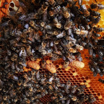 Sie ziehen nach - #beekeeper #apicultura #apiculteur #imker
