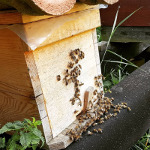 Fünf-Waben-Volk gebildet für die neue Königin aus Österreich. Built new mini-colony with five frames for the new queen from Austria, arriving next #imker #beekeeper #apiculteur #apicultura (hier: Der Donautalimker)
