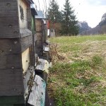 Bienenstand vor Schloßkulisse (Werenwag)
