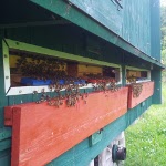 Vorlagernde Bienen am Bienenwagen
