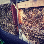 Vorlagernde Bienen - es ist warm und sie haben keine Arbeit
