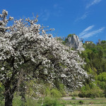 Frühling im Donautal - Spring in the Danubevalley
