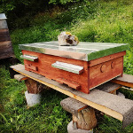 Experiment Trogbeute / Citybox kann endlich beginnen. Ein Schwarm wartet schon #trogbeute #imker #beekeeper #apicultura #apiculteur
