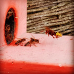 Schnappschuss vom Jäger vor der Beute mit Wächterinnen #hornisse #hornet #beekeeper #imker #apicultura #apiculteur #vespacrabro
