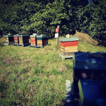 Die Ableger 2018 haben nun ihr Winterquartier auf der kleinen Streuobstwiese bezogen #beekeeper #apicultura #apiculteur #imker (hier: Der Donautalimker)
