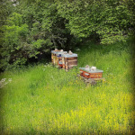 In der #Magerwiese hinter dem Haus #donautal #imker #beekeeper #apicultura #apiculteur (hier: Der Donautalimker)
