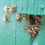 Meine gallischen Freunde im Futter der Tür des alten Bienenwagens begrüssen mich 👍🐝🐝🐝
