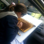 Umlarven im Auto am Bienenhaus
