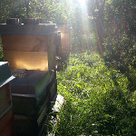 Ein schöner Sommermorgen am Bienenstand
